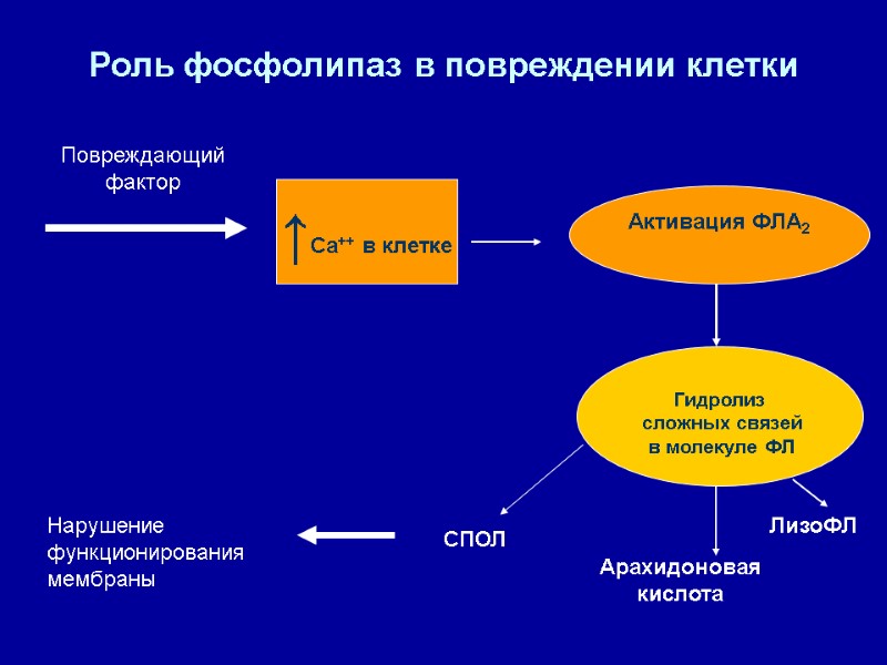 Роль фосфолипаз в повреждении клетки Повреждающий фактор ↑Са++ в клетке Гидролиз  сложных связей